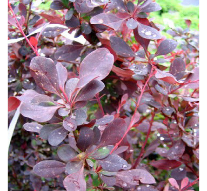 Барбарис оттавский Superba (Суперба), контейнер 1л H 40-50