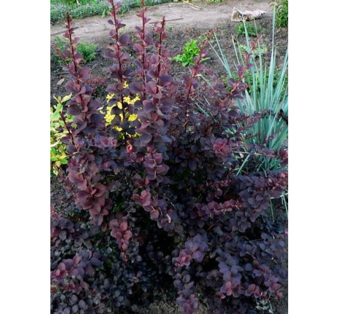 Барбарис оттавский Superba (Суперба), контейнер 1л H 40-50