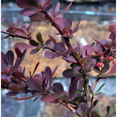 Барбарис Тунберга Red Chief (Ред Чиф), контейнер 1 л H 10-20 см