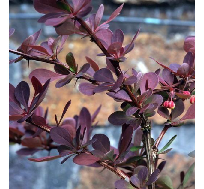 Барбарис Тунберга Red Chief (Ред Чиф), контейнер 1 л H 10-20 см