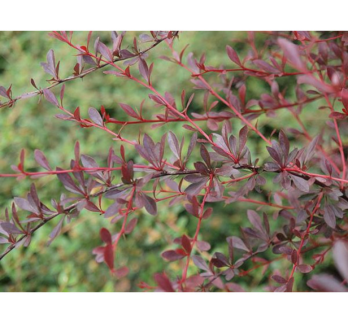 Барбарис Тунберга Red Chief (Ред Чиф), контейнер 1 л H 10-20 см