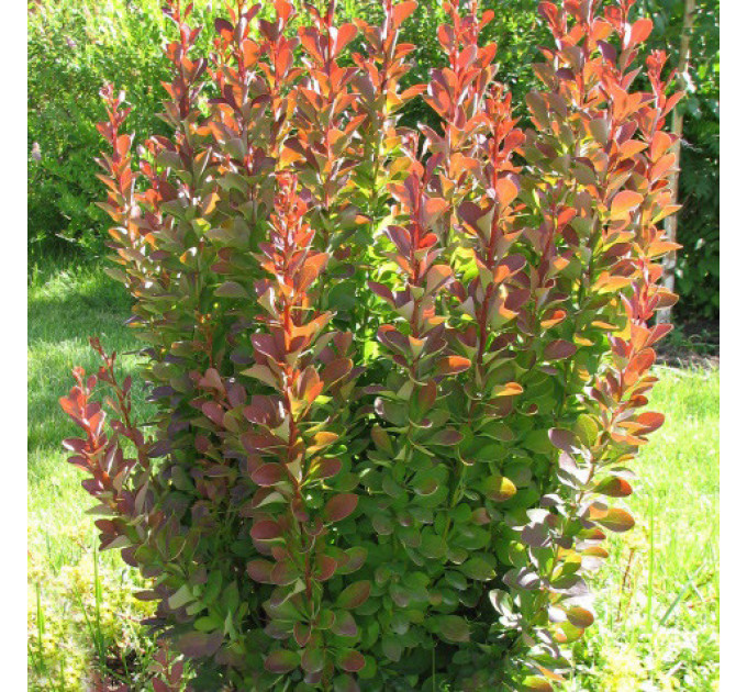 Барбарис Тунберга Red Pillar, контейнер 1 л H 12-18 см