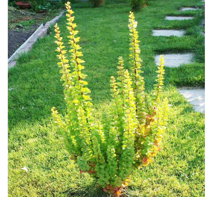 Барбарис Тунберга Erecta, контейнер 1 л H 15-20 см