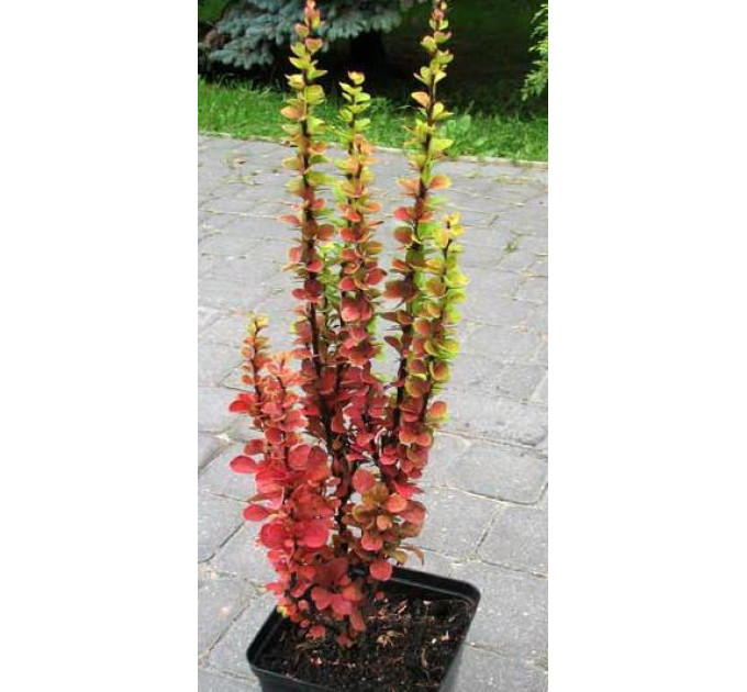 Барбарис Тунберга Erecta, контейнер 1 л H 15-20 см