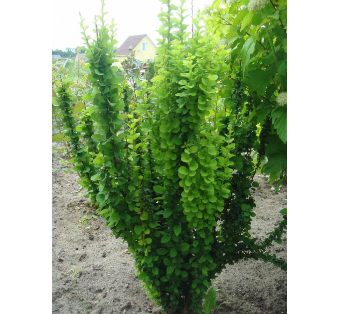 Барбарис Тунберга Erecta, контейнер 1 л H 15-20 см