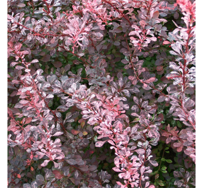 Барабарис Тунберга Rose Glow, контейнер 1 л H 12-15 см