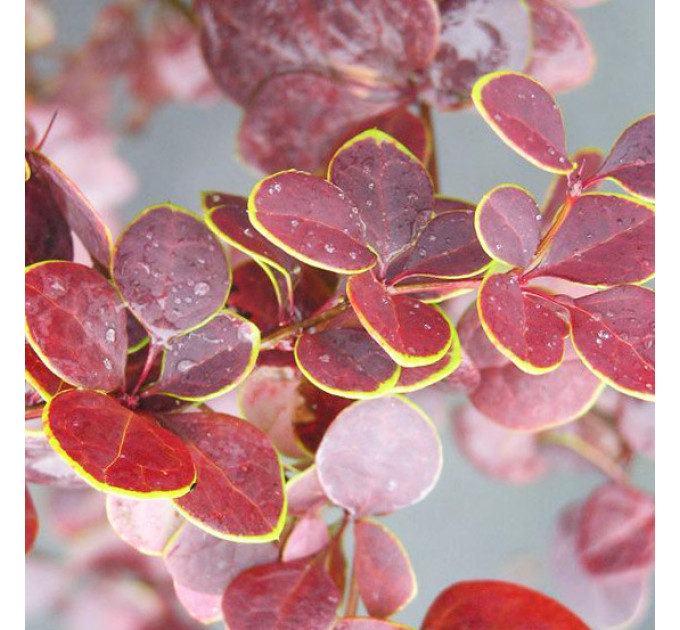 Барбарис Тунберга Golden Ring, контейнер 1 л H 10-15 см