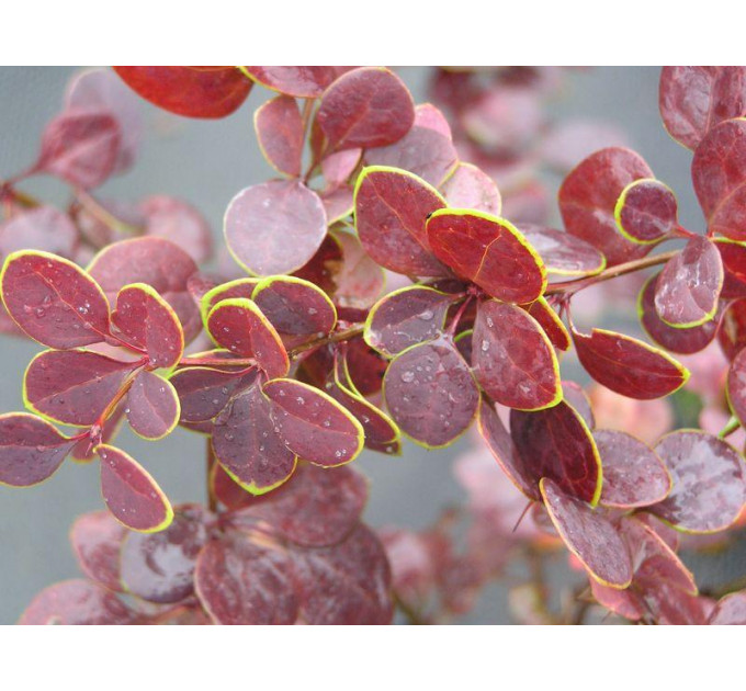 Барбарис Тунберга Golden Ring, контейнер 1 л H 10-15 см