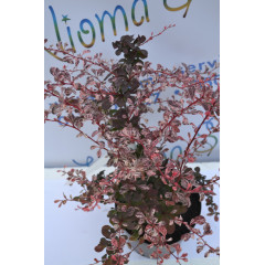 Барбарис Голден Ринг "Golden Ring" H 18-20 C3