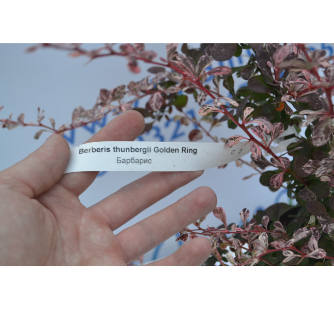 Барбарис Голден Ринг "Golden Ring" H 18-20 C3