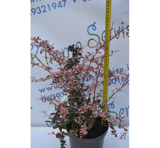 Барбарис Голден Ринг "Golden Ring" H 18-20 C3