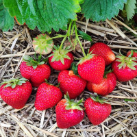 Клубника сорт Бескид в кассетах, 84 ячейки Клубника сорт Бескид в кассетах, 84 ячейки