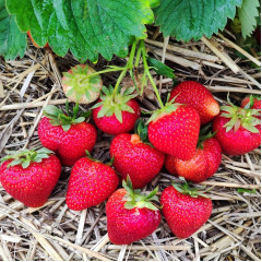 Клубника сорт Бескид в кассетах, 84 ячейки