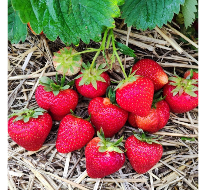 Клубника сорт Бескид в кассетах, 84 ячейки