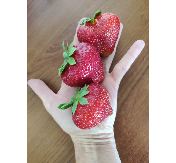 Клубника сорт Бескид в кассетах, 84 ячейки