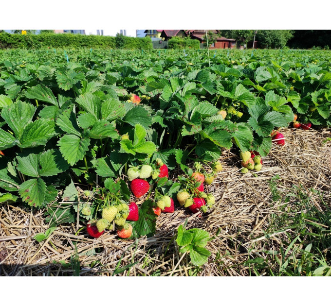 Клубника сорт Бескид в кассетах, 84 ячейки