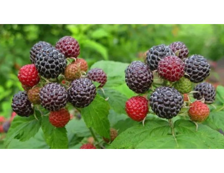 Чорна Малина Кумберленд – характеристики, посадка, розмноження, догляд