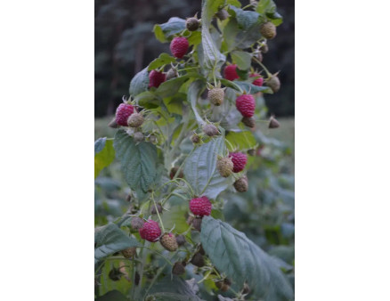 Саджанці малини «Пола»: одне захоплення!