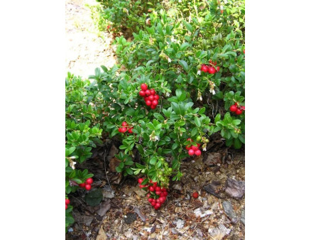 Саджанці брусниці. Кілька порад від "Клиома Сервіс"