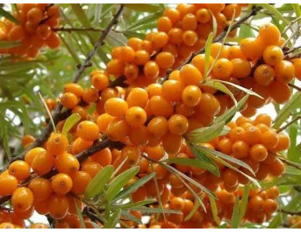 Обліпиха: користь, застосування та вирощування обліпихи