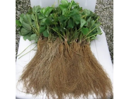 Розсада полуниці фріго: чому вона краще?