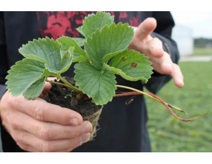Касетна розсада полуниці: надзвичайно великий врожай вже через місяць після посадки