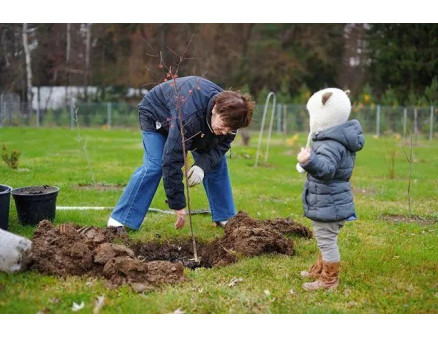 Які дерева краще садити восени? Переваги осінньої посадки рослин