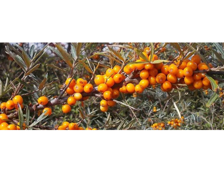 Світове виробництво обліпихи та які перспективи промислового вирощування даної ягоди в Україні?