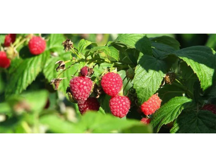 Малиновий бум 2020! Ілюзії чи реалії ?