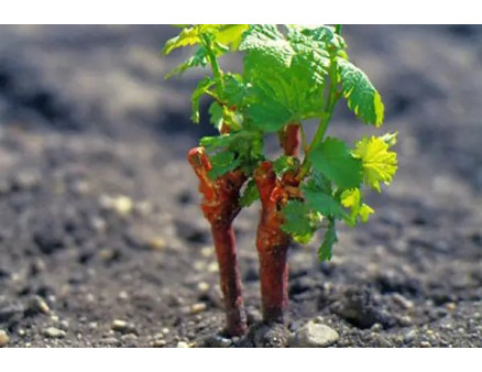 Як садити, удобрювати і доглядати за малиною