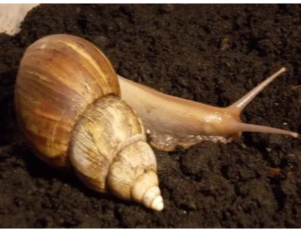 Використання торфу і торф'яної субстрат для вирощування равликів