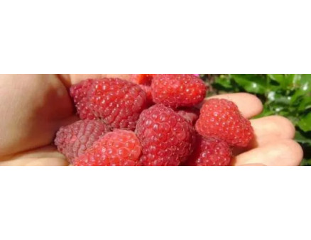 Як правильно організувати крапельний полив для малини і полуниці