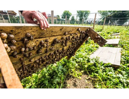 Равликова ферма на Волині: прибутковий бізнес на власній землі!