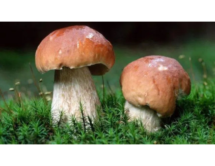 Що таке міцелій грибів та як його виростити вдома?