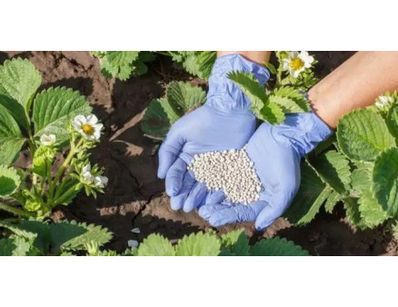 Добрива для полуниці. Чим краще підгодувати полуницю