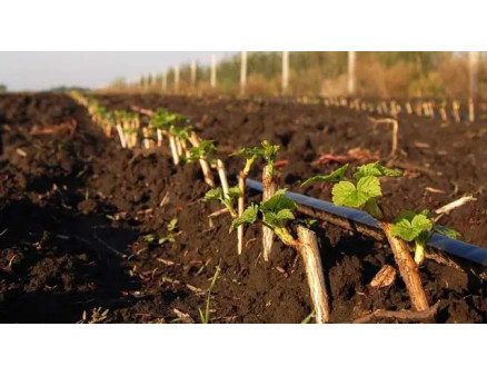 Правильна посадка аґрусу та догляд за кущами