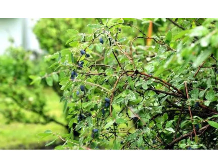 Догляд за жимолостю після збору врожаю