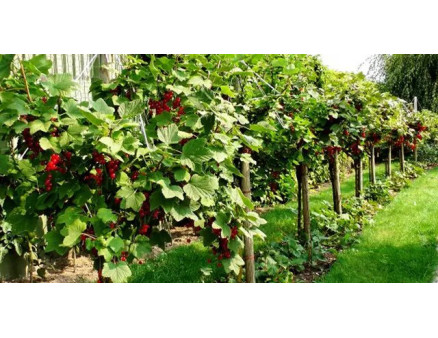 Вирощуємо смородину на штамбі своїми руками