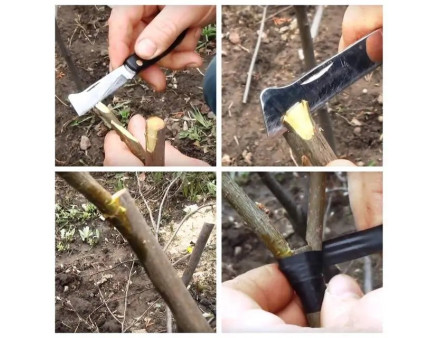 Способи щеплення вишні. Відповідні підщепи та терміни