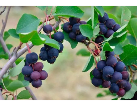 Особливості вирощування ірги. Як правильно посадити іргу на ділянці