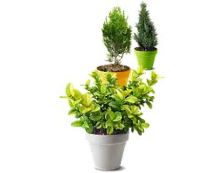 Рекомендації: де краще купити саджанці в Україні