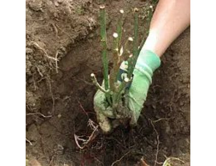 Правильна посадка саджанців троянд восени. Підбір посадкового матеріалу, особливості посадки, підготовка