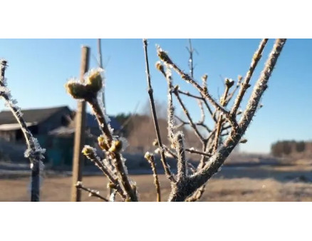 Рекомендації для захисту рослин в морозну зиму без снігу