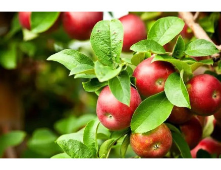 Коли чекати на перший урожай із молодого куща або дерева