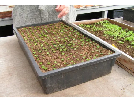 Які ємності для розсади найкращі? Розглянемо плюси та мінуси різних типів контейнерів