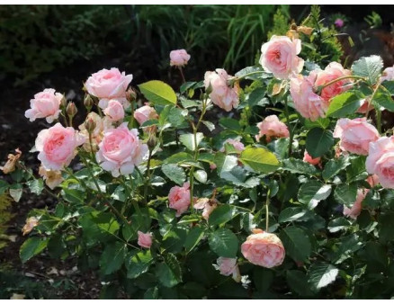 Що робити із трояндами у березні коли різко потеплішало? Рекомендації на замітку