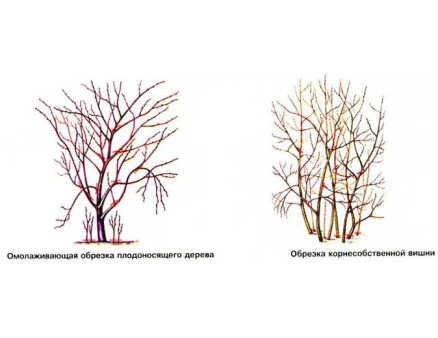 Як правильно провести обрізку вишневого дерева на початку весни?