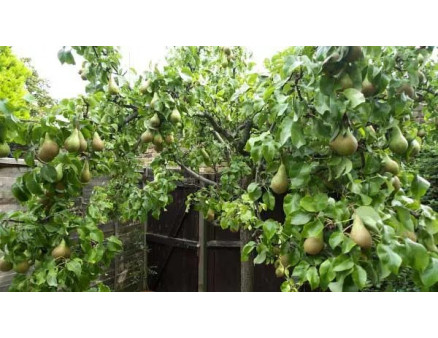 Як підготувати грушеве дерево до весни у березні?