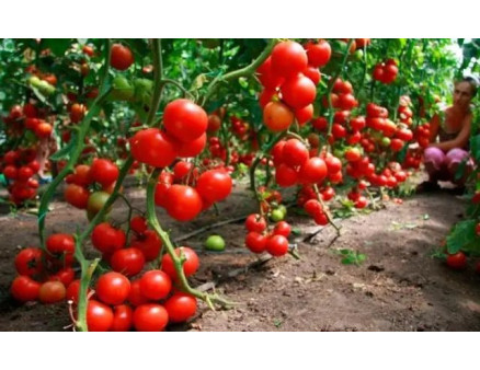 Яку розсаду потрібно сіяти в першому весняному місяці?