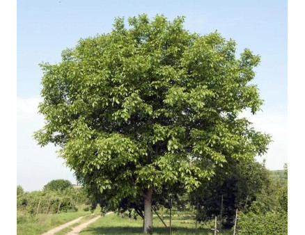 Правила догляду за волоським горіхом, правила посадки та розмноження